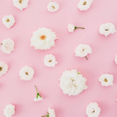 Pastel pembe bir arka plan üzerinde beyaz gül. Düz yatıyordu, en iyi görünümü.