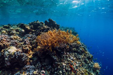 Vahşi hayvanlar bölümünde sualtı resif, mercan ve tropikal balık.
