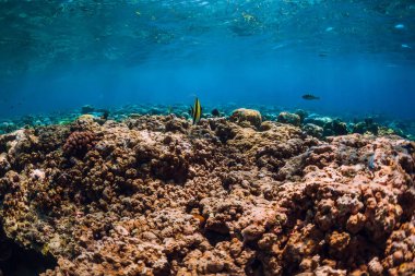 Mercan ve tropikal balık sualtı mavi denizi