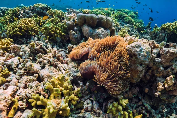 Clown Poisson Dans Les Anémones Sous Eau Avec Récif Corallien — Photo