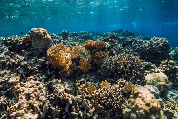 サンゴや水中の青い海で熱帯魚 — ストック写真