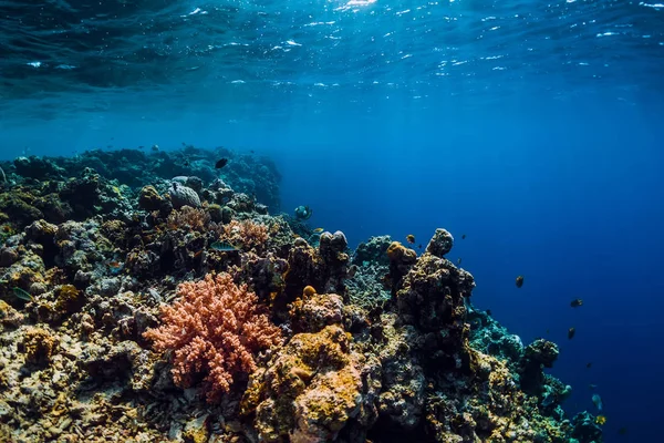 野生動物のリーフ サンゴや熱帯魚と水中 — ストック写真