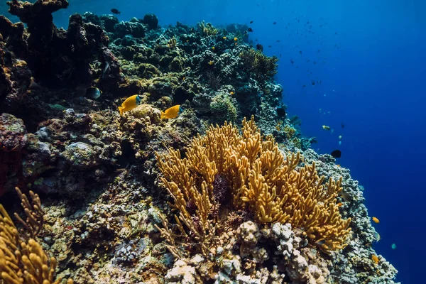 Vida Selvagem Subaquática Com Recifes Corais Peixes Tropicais — Fotografia de Stock