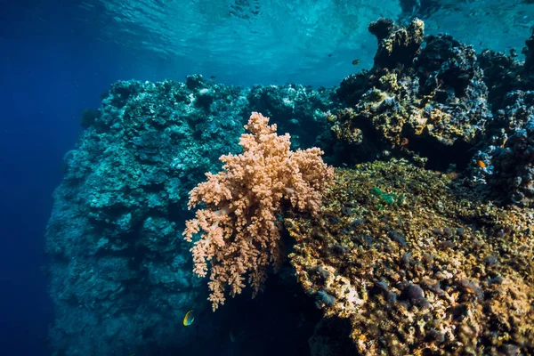 Vida Selvagem Subaquática Com Recifes Corais Peixes Tropicais — Fotografia de Stock