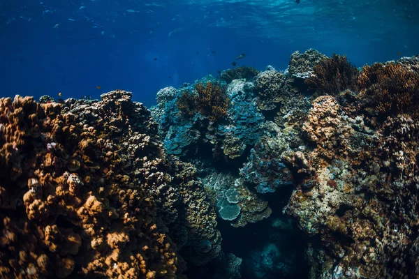 Víz Alatti Sziklák Korallok Kék Óceán Menjangan Sziget — Stock Fotó