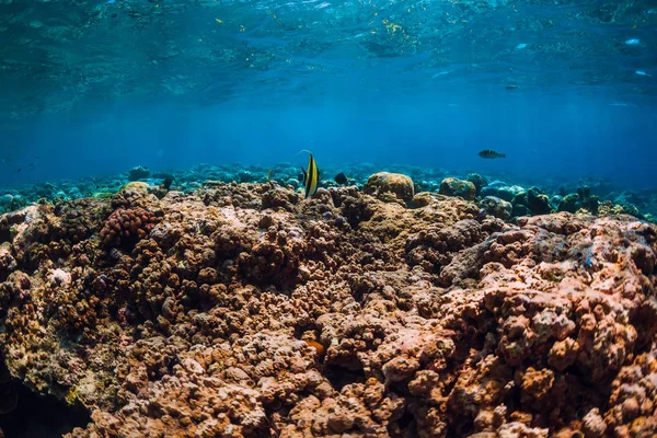 Corales Peces Tropicales Mar Azul Submarino — Foto de Stock