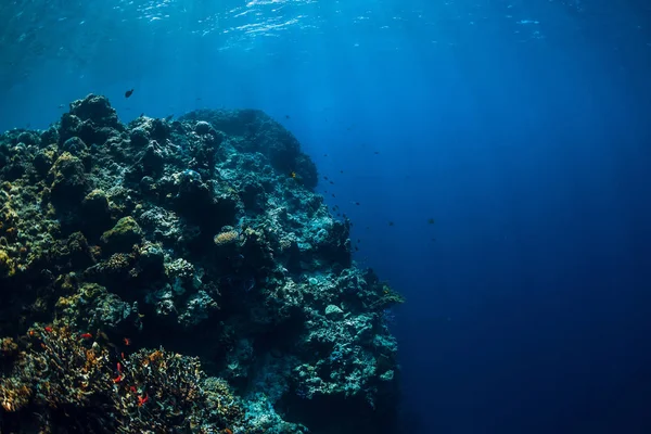 Vida Selvagem Subaquática Com Recifes Corais Peixes Tropicais — Fotografia de Stock