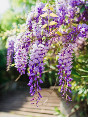 Güzel bahar pembe çiçekleri Bahçe park. Çiçek açan wisteria