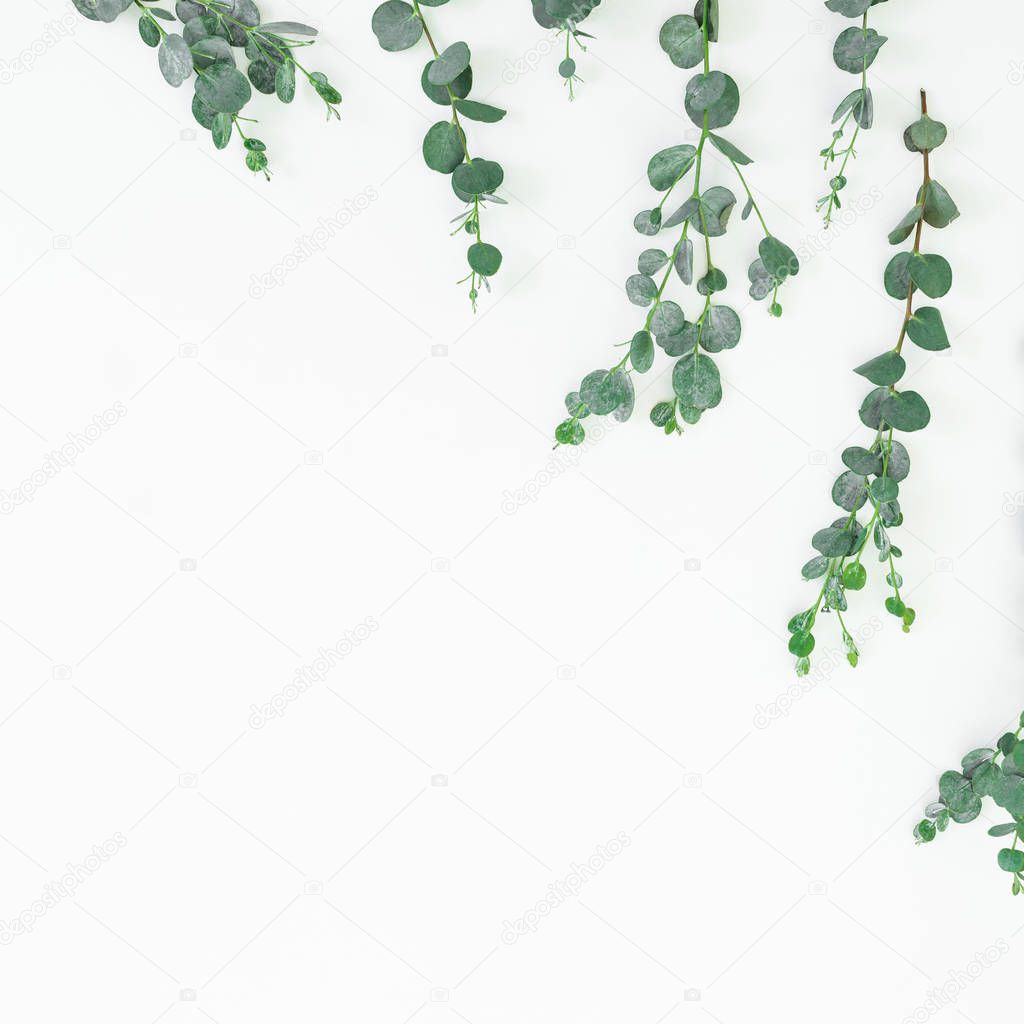 Floral pattern with eucalyptus leaves isolated on white background. Flat lay, top view