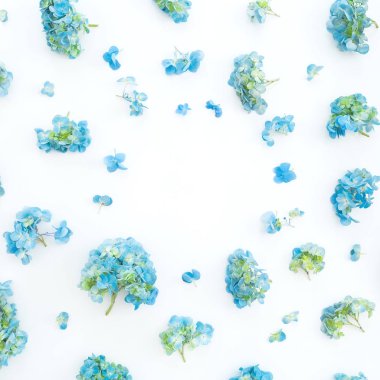 Çerçeve beyaz arka plan üzerinde izole mavi ortanca çiçek çiçek. Düz yatıyordu, en iyi görünümü