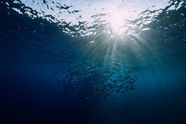Ton balığı ile sualtı vahşi dünya okul balıklar ve güneş ışınları