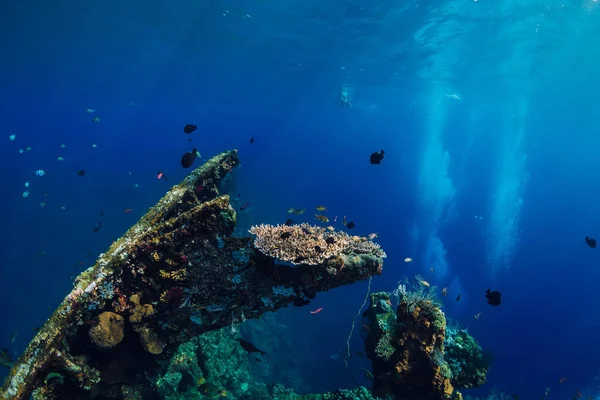 Mundo Submarino Con Peces Tropicales Corales Restos Barcos — Foto de Stock