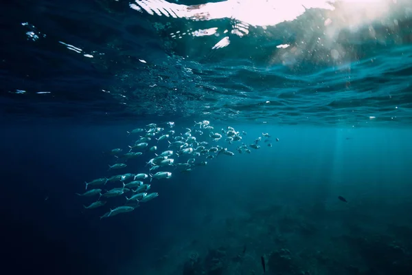 Onderwater Oceaan Met Tonijn School Vissen Zonnestralen — Stockfoto
