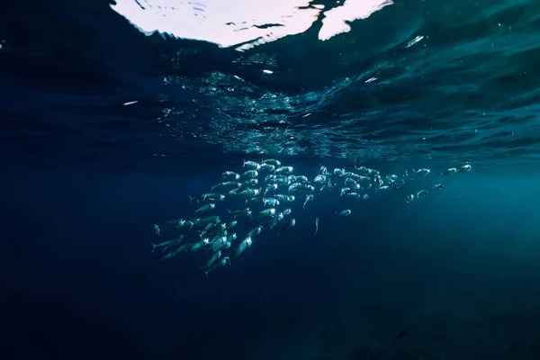 Underwater Havet Med Tuna Skola Fiskar Och Solens Strålar — Stockfoto