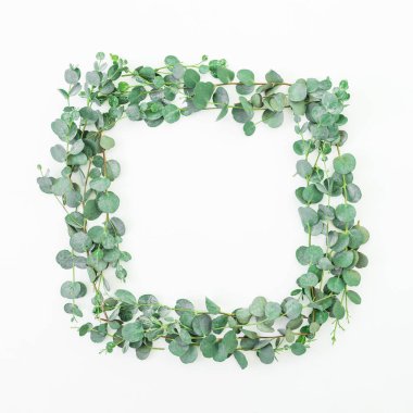 Okaliptüs şube beyaz zemin üzerine çiçek çerçeve. Düz yatıyordu, en iyi görünümü