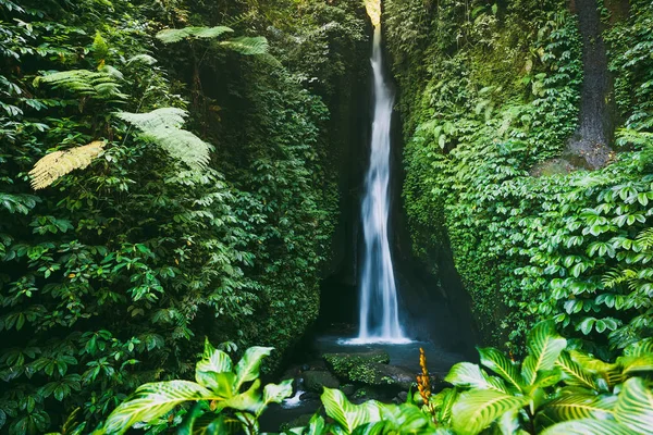 Şelale ile Bali tropikal bitki