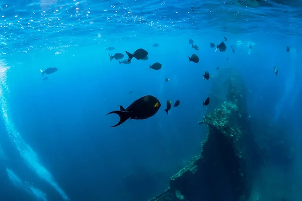 Underwater Blue Ocean Tropical Fish Ship Wreck Bali — Stock Photo, Image