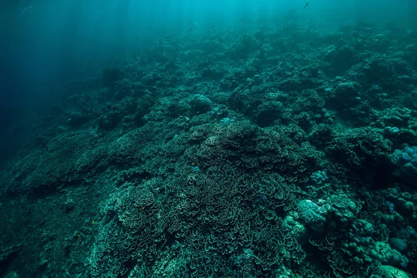 Unterwasserszene Mit Korallen Und Kopierraum Tropisches Meer — Stockfoto