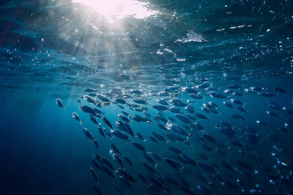 Underwater World School Blue Ocean Sun Light — Stock Photo, Image