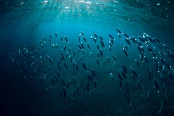 Onderwaterwereld Met School Blauwe Oceaan Zon Licht — Stockfoto