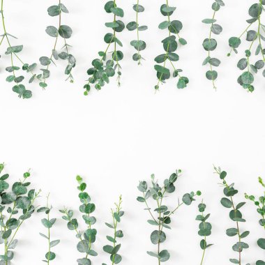 Beyaz arka plan üzerinde okaliptüs dalları ile çerçeve çiçek. Düz yatıyordu, en iyi görünümü