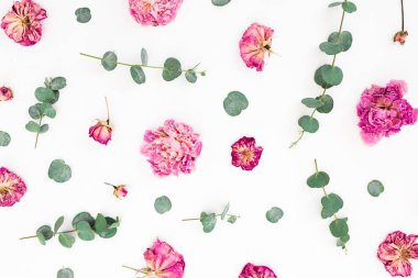 Pembe çiçekler ve okaliptüs dalları beyaz zemin üzerine çiçek bileşimi. Düz yatıyordu, en iyi görünümü.