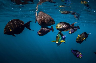 Sualtı vahşi dünya mavi okyanus balık sürüsü ile