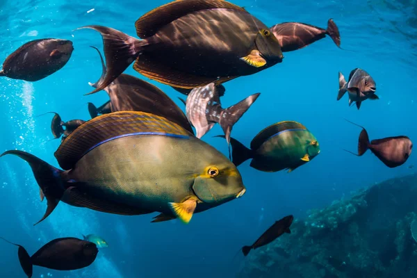 Underwater Wild World School Fish Blue Ocean — Stock Photo, Image