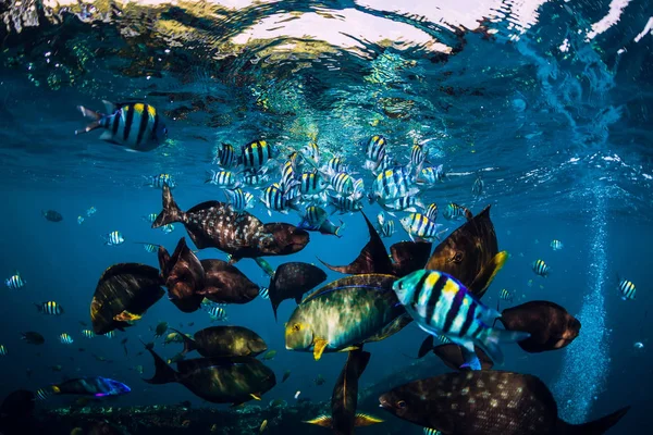 Υποβρύχια Άγρια Κόσμο Σχολείο Των Ψαριών Στο Μπλε Του Ωκεανού — Φωτογραφία Αρχείου