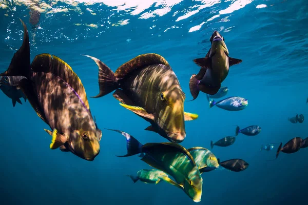 Underwater Wild World School Fish Blue Ocean — Stock Photo, Image