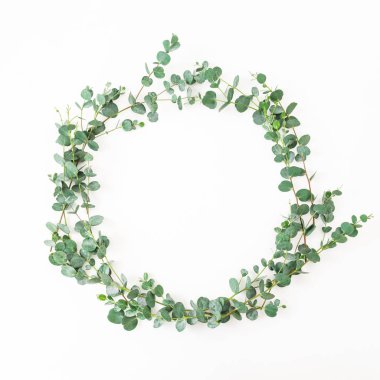 Okaliptüs ile çiçek yuvarlak çerçeve beyaz arka planda izole yaprakları. Düz yatıyordu, üst görünüm