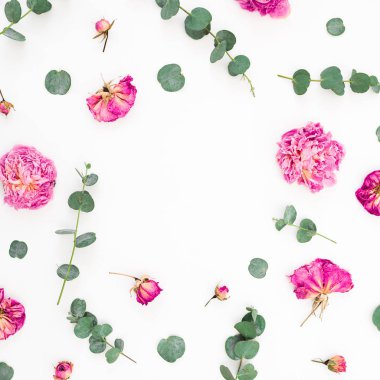 Pembe çiçekler ve okaliptüs dalları beyaz arka plan üzerinde çerçeve çiçek. Düz yatıyordu, en iyi görünümü.