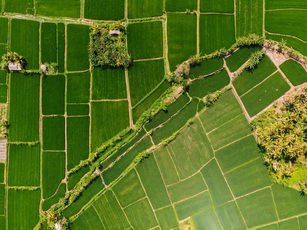 Yeşil Pirinç Tarlalarının Havadan Görünümü Bali Doğa — Stok fotoğraf