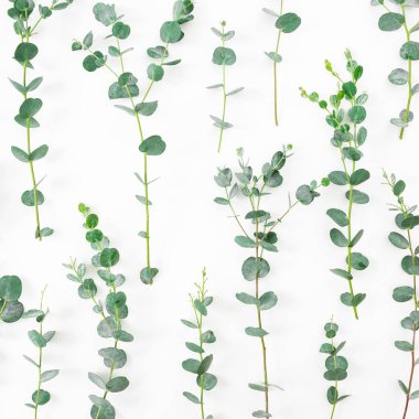 Beyaz arka planda okaliptüs dalları olan çiçek deseni. Düz yatıyordu