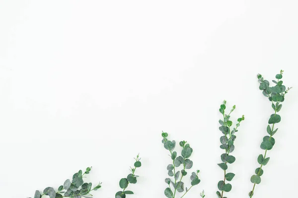 Beyaz Arka Planda Okaliptüs Dalları Ile Çiçek Kompozisyonu Düz Döşeme — Stok fotoğraf