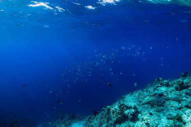 Resifte okyanusta okul balıkları ile sualtı yaban hayatı