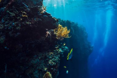 Mercan ve tropikal balık sualtı mavi denizi
