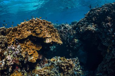 Mavi okyanusta kayalar ve mercanlar ile sualtı görünümü. Menjangan adası, Bali