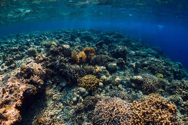 Coraux Poissons Tropicaux Dans Océan Bleu Sous Marin — Photo