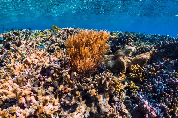 水中青海のサンゴと熱帯魚 — ストック写真