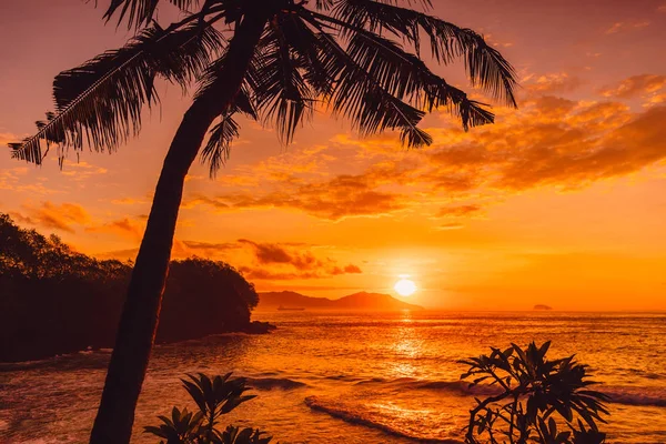 Cocotiers Lever Soleil Plage Tropicale Avec Océan — Photo