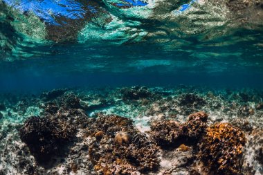 Tropikal okyanusta mercanlar ile sakin sualtı sahnesi