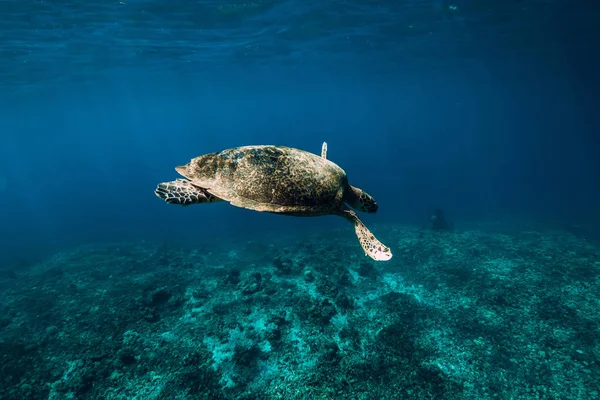 Underwater Wildlife Animals Sea Turtle Floating Blue Ocean Green Sea — Stock Photo, Image