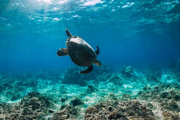 Підводна Дика Природа Тваринами Морська Черепаха Плаває Над Красивим Природним — стокове фото