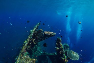 Tropik balık ve mercanlar ile güzel sualtı dünya gemi enkazı