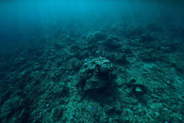 Tranquillo Scenario Subacqueo Con Coralli Mare Tropicale — Foto Stock