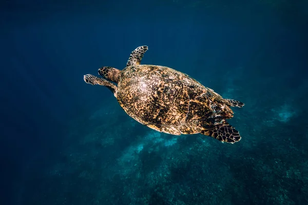 Sea turtle swim in blue ocean. Green sea turtle underwater