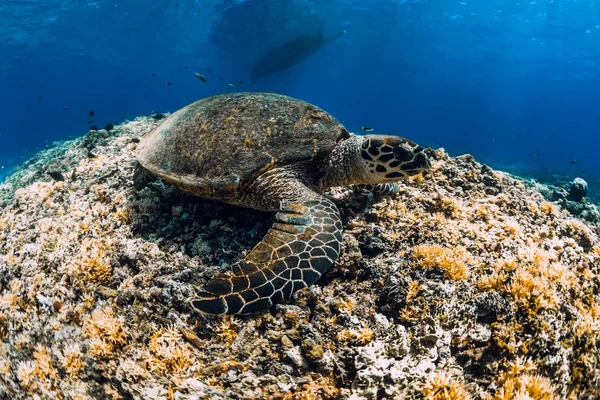 stock image Sea turtle floating over corals in underwater ocean.