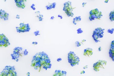 Beyaz arka plan üzerinde ortanca çiçek Çiçek çerçeve. Yaz çiçekleri. Düz döşeme, üst görünüm.