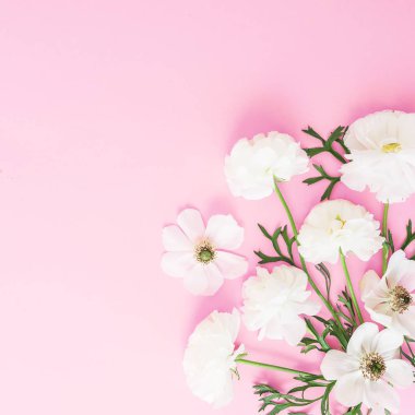 Pembe arka plan üzerinde beyaz anemon çiçek Çiçek kompozisyonu. Düz döşeme deseni